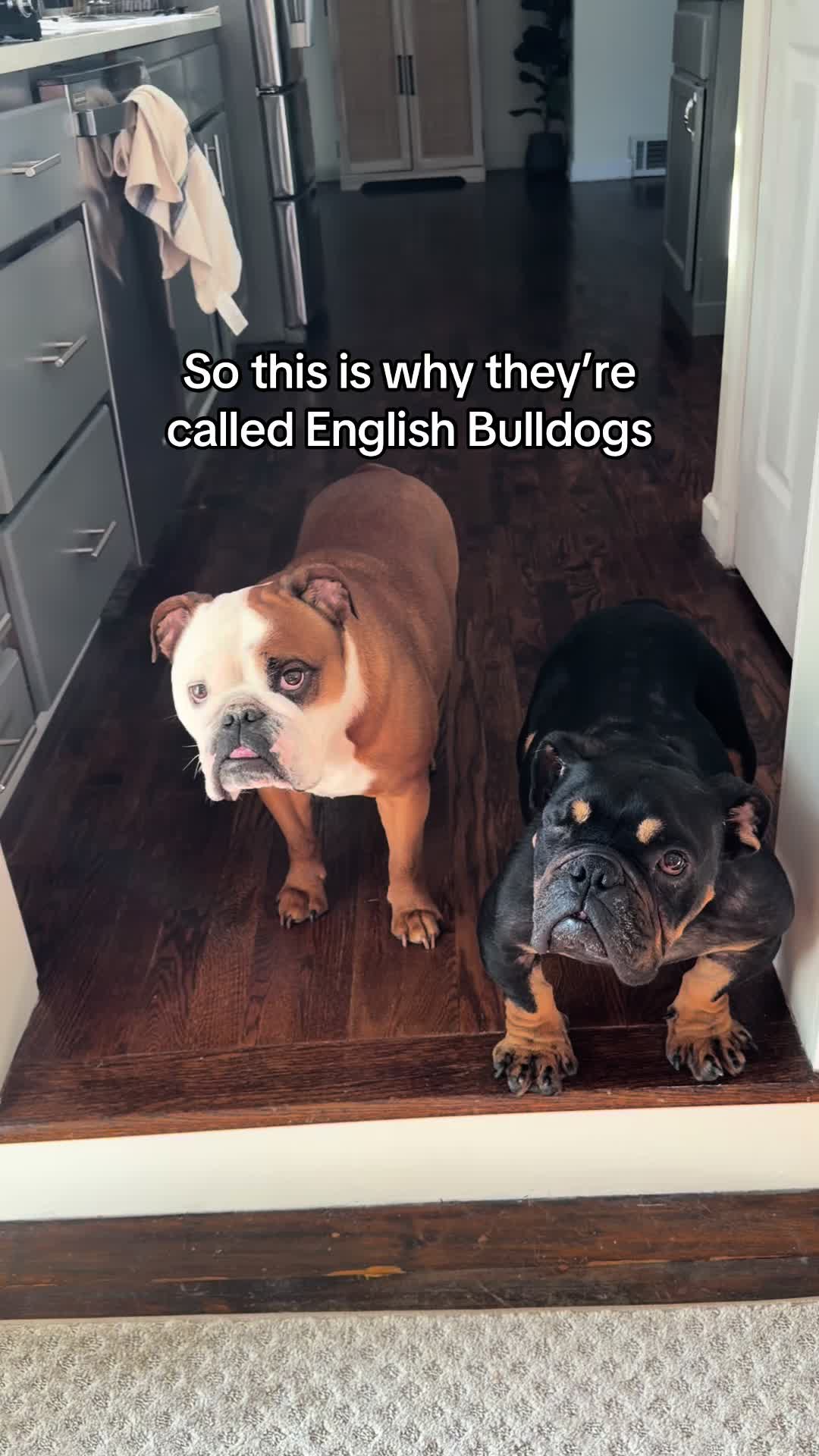 @Poptart The Bulldog