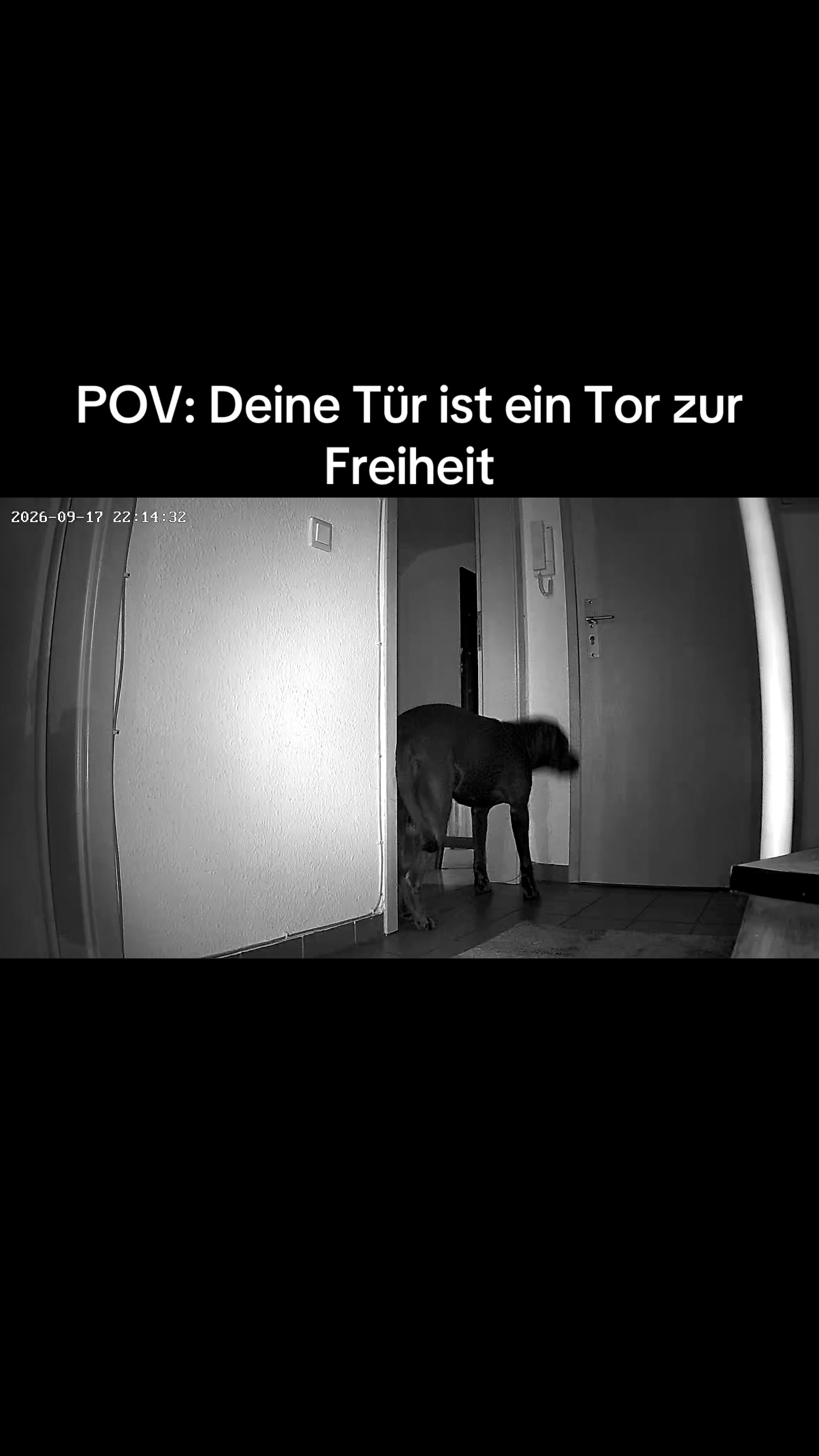 @Cane Corso Ayra 🐾