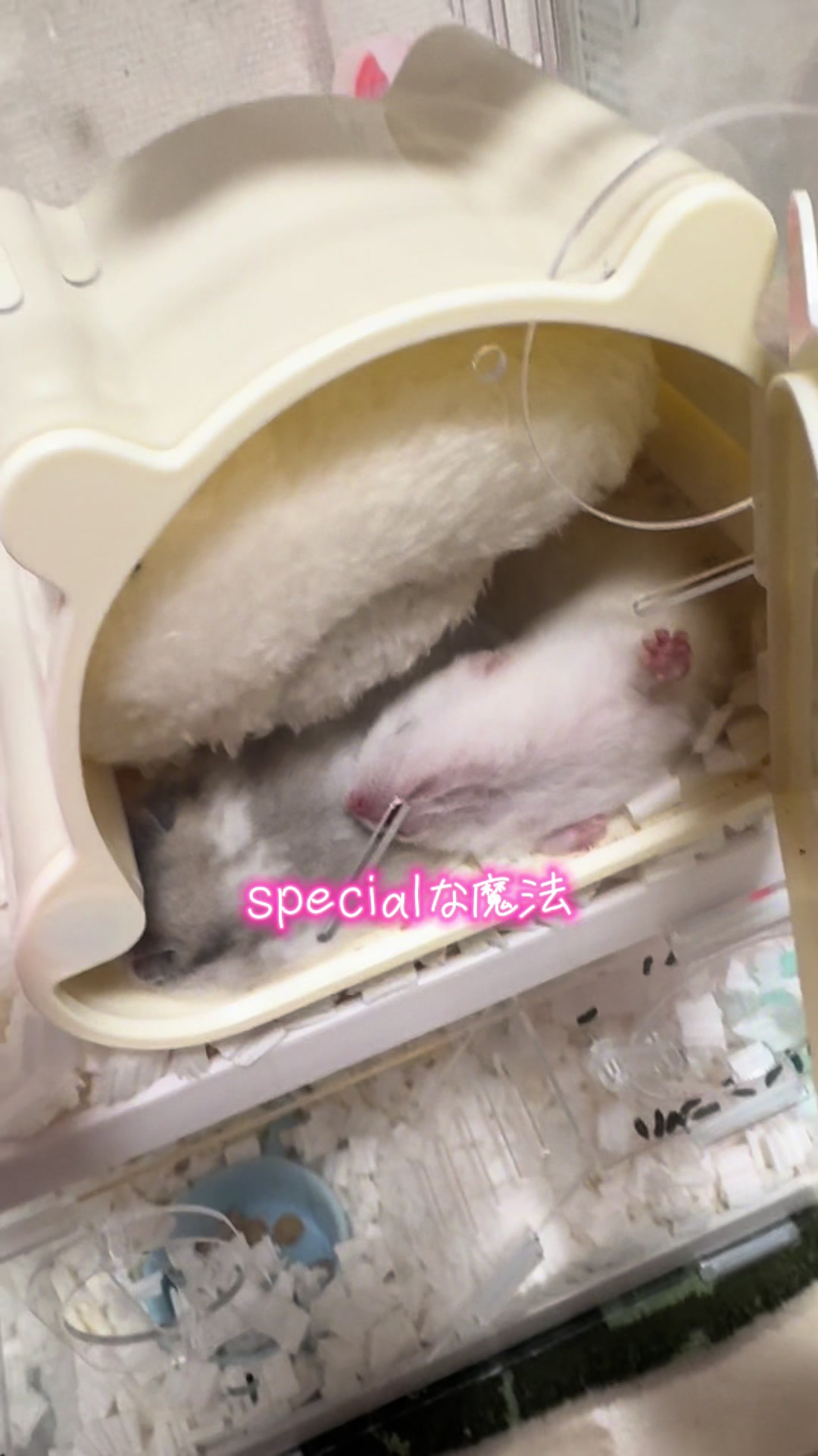@田舎のネズミ