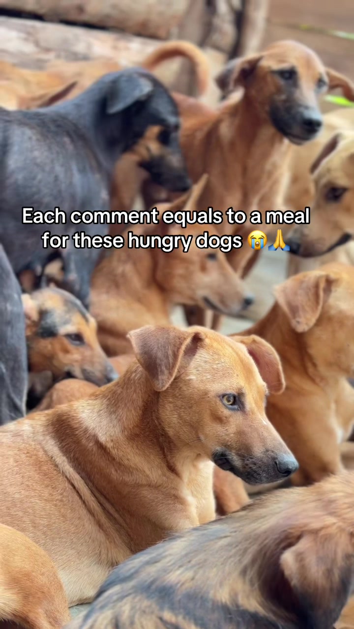 @furry_care_haven