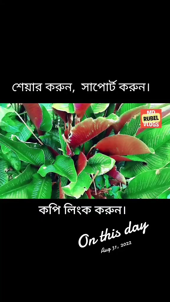 @Rubel Shorts Vlogs