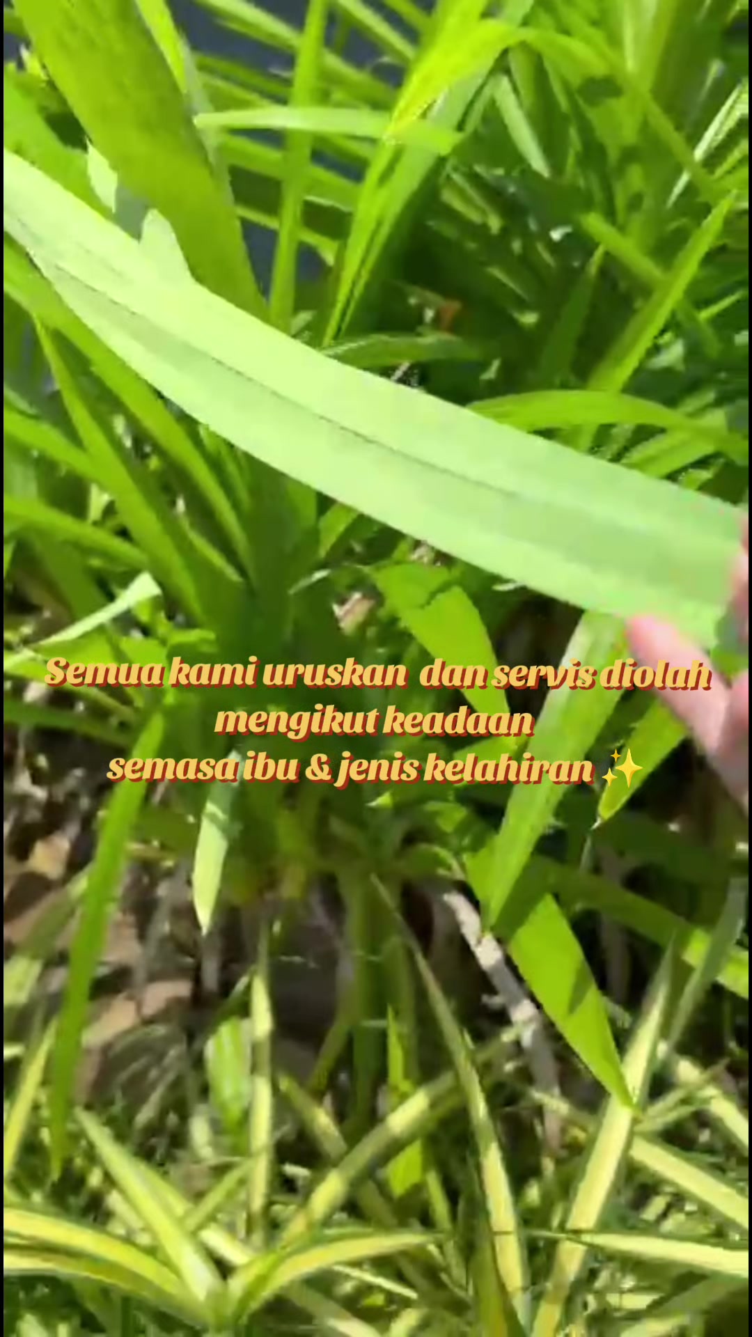 @Cik Jelita spa
