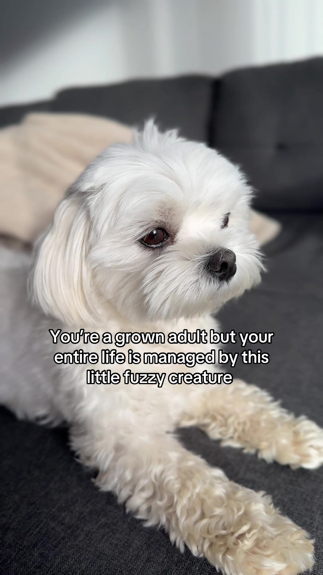 @theluckymaltese
