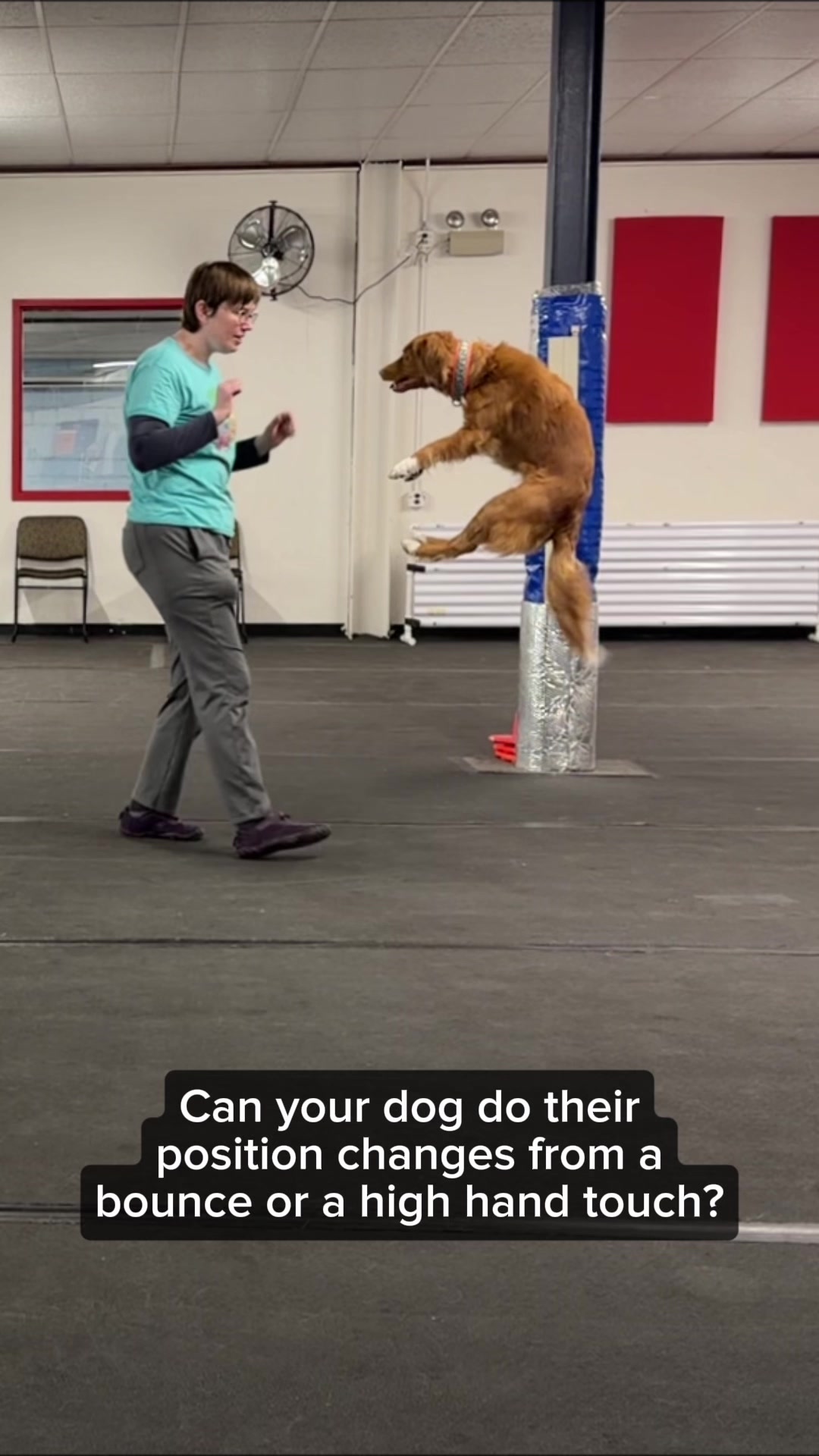 @Laura Waudby - Dog Sports