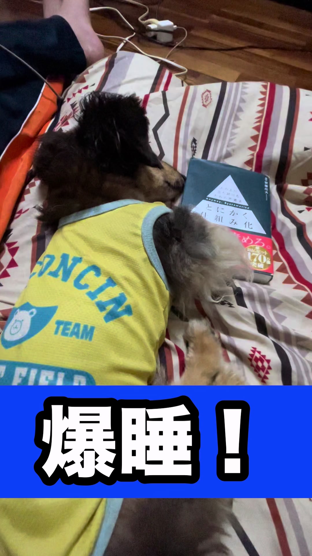 @藤原 政宗 動物好き❤️飛行機好き❤️