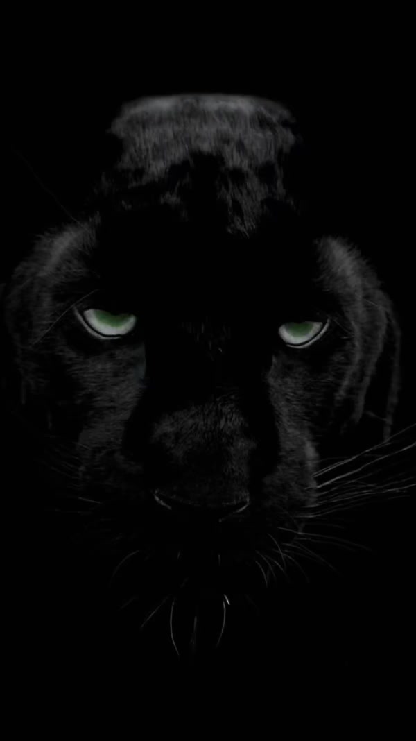 @Panter Black