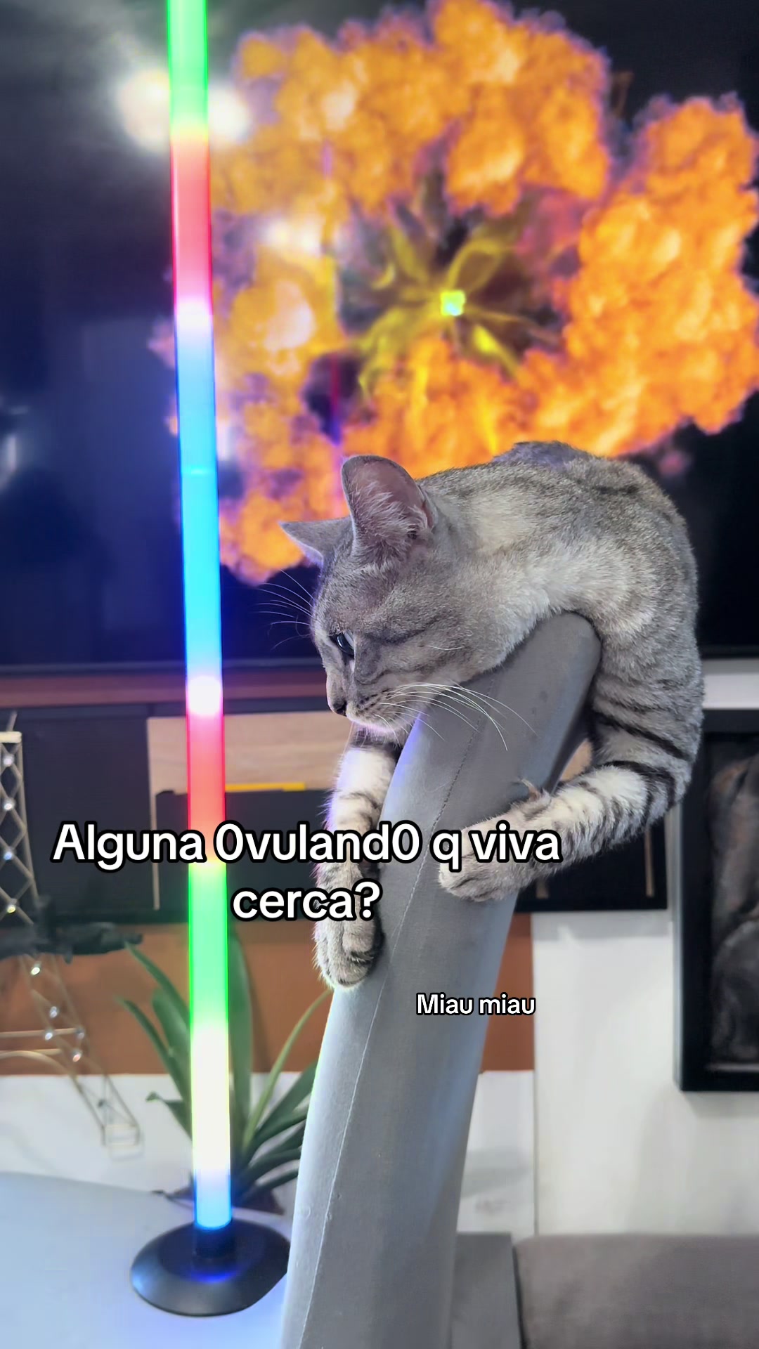 @Rodrigo and Watermelon the cat