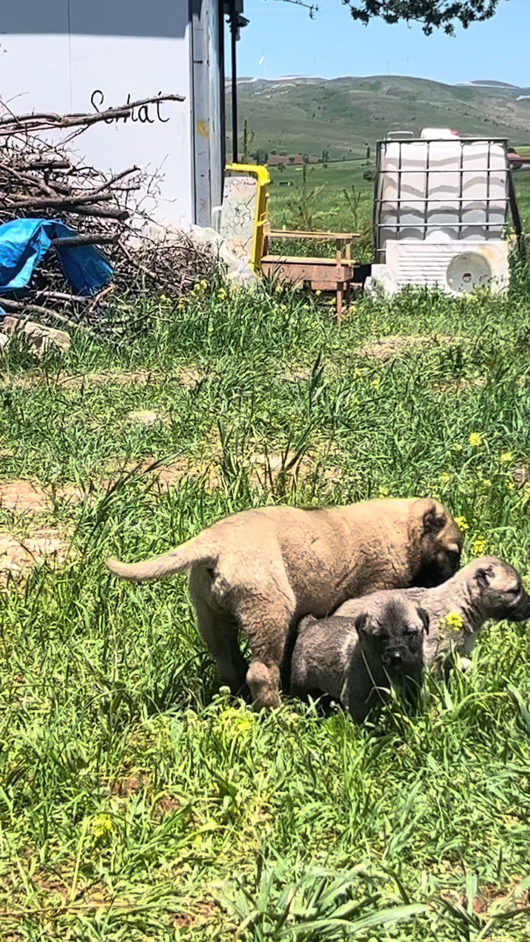 @🇹🇷Sivas Kangal Köpeği 🇹🇷