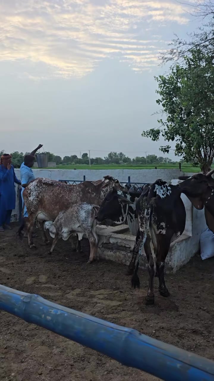 @Waqas Rohi wala