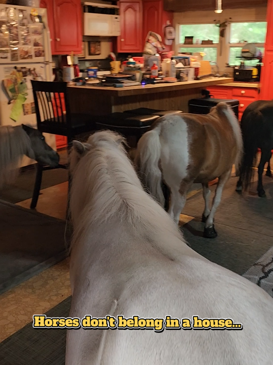 @minihorsemomandtrainer🐴🐴🐴🐴