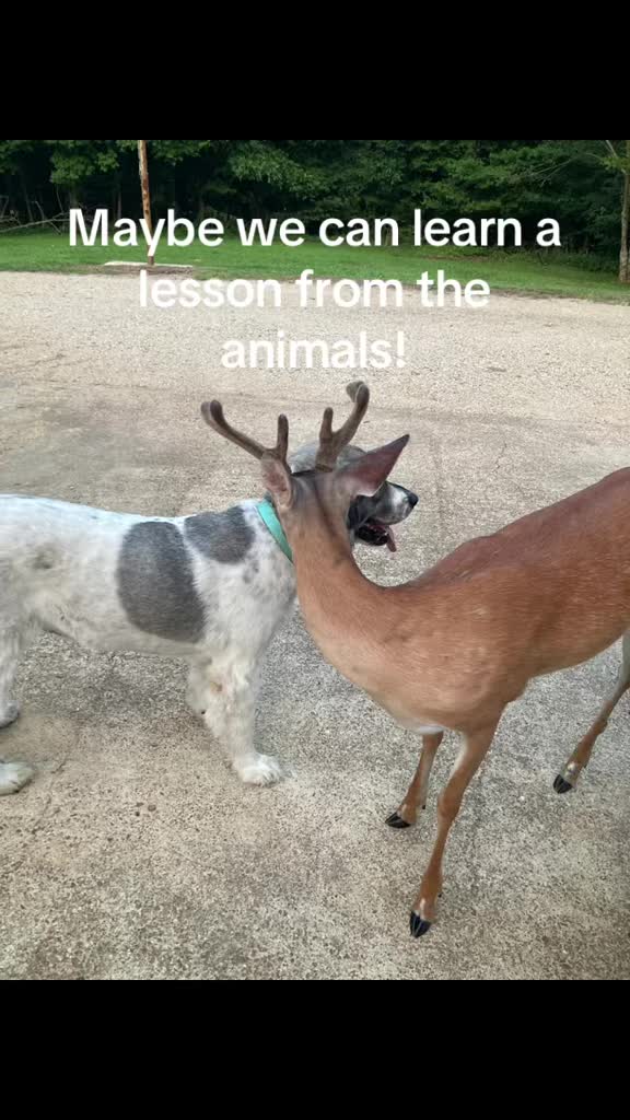 @MrAnimalRescuer
