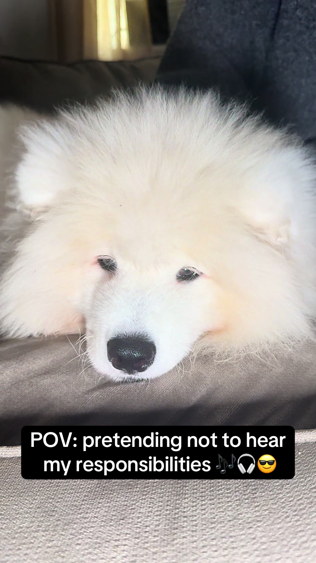 @Mishka the Samoyed