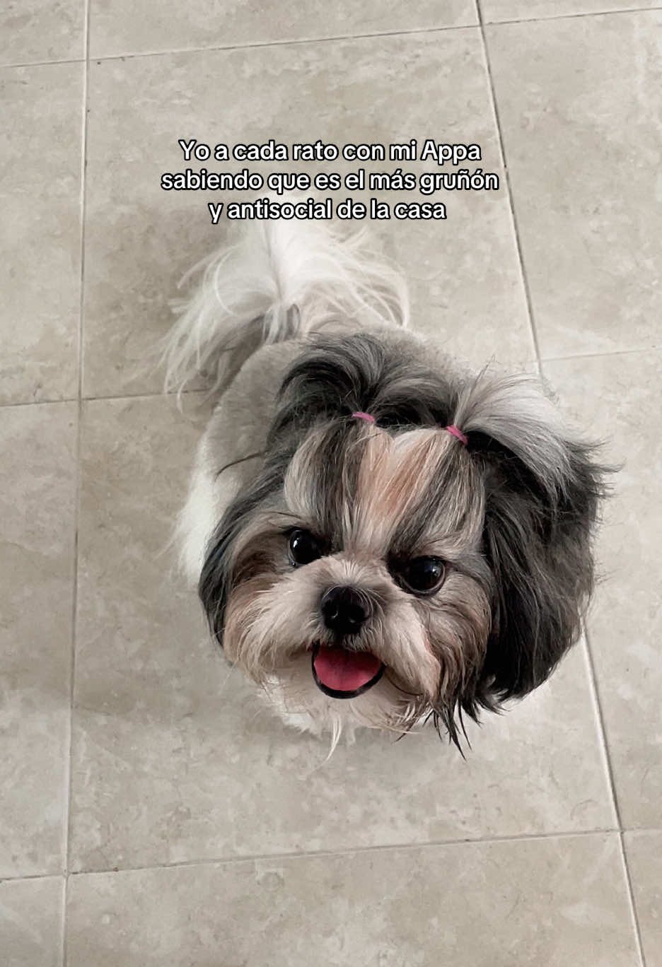 @appa_shihtzurp
