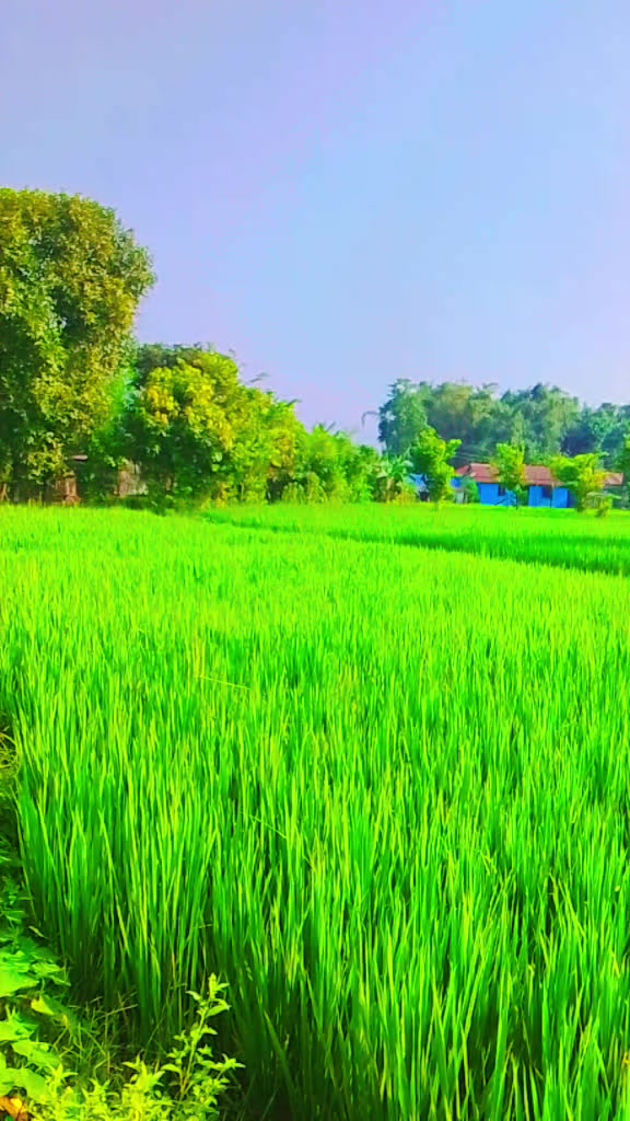 @Chandra silwal