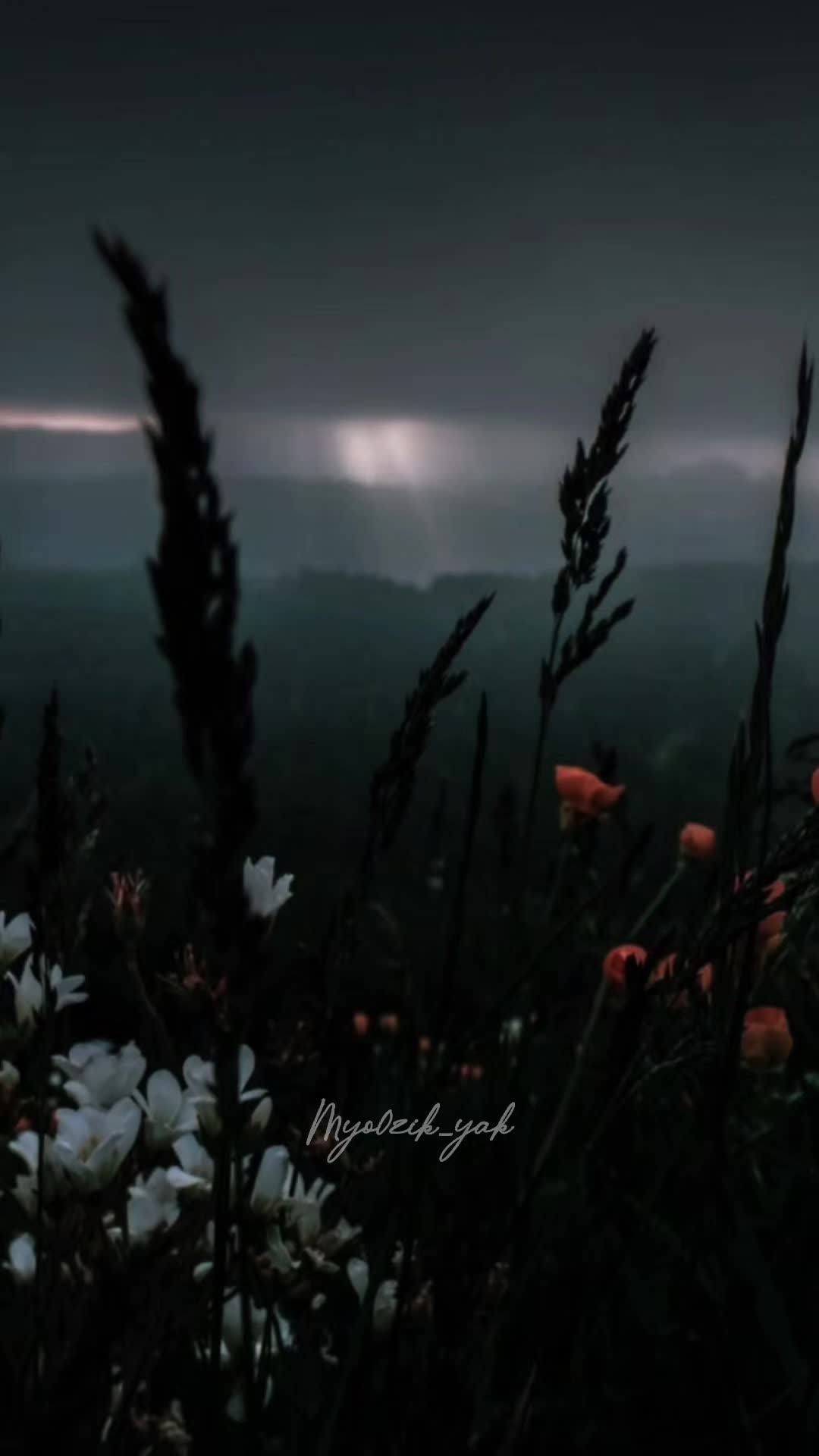 @ꪑꪗꪮ੦ɀỉƙ_ꪗꪖƙ ♪♫♬ 🧬
