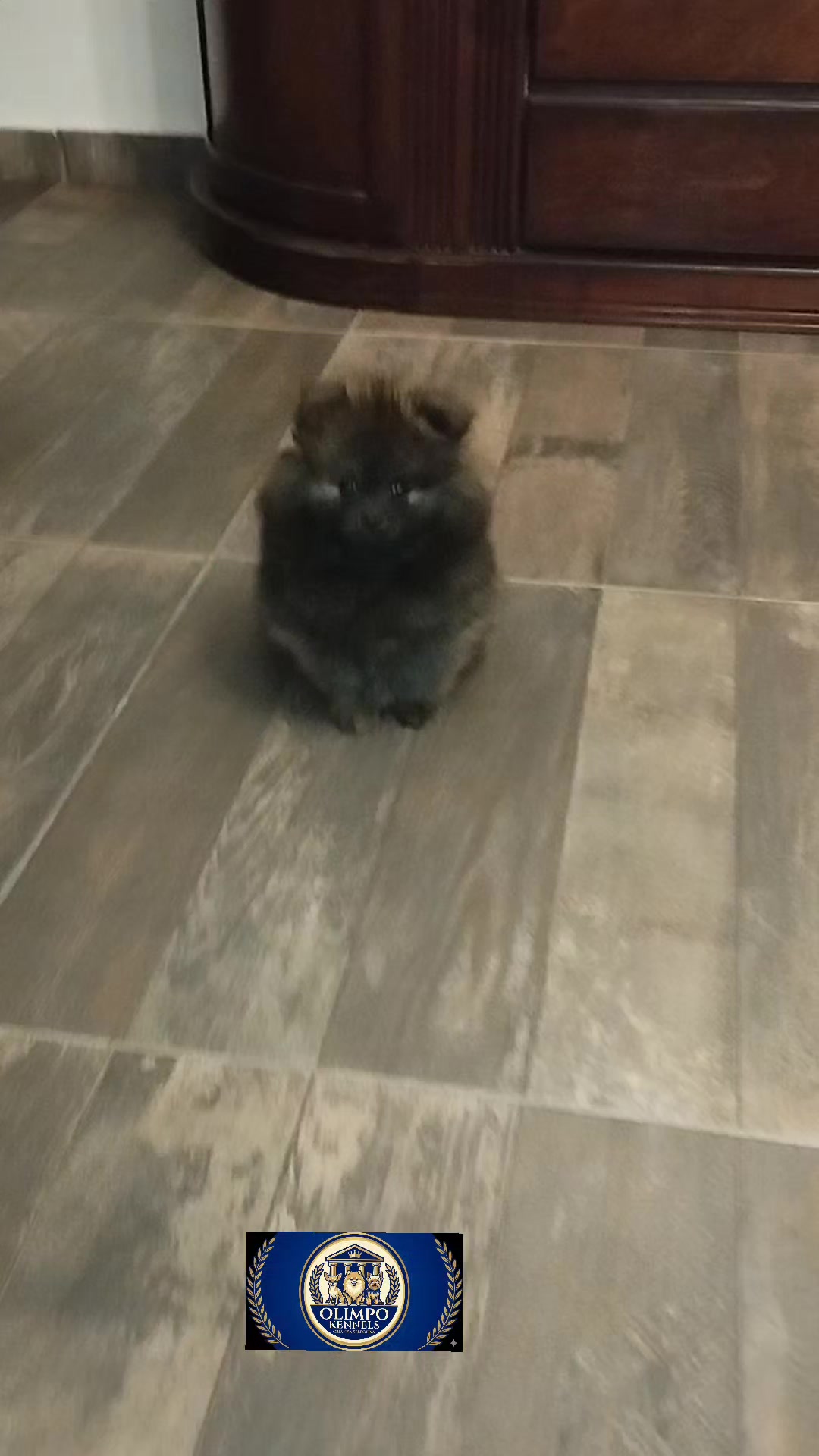 @olimpokennels