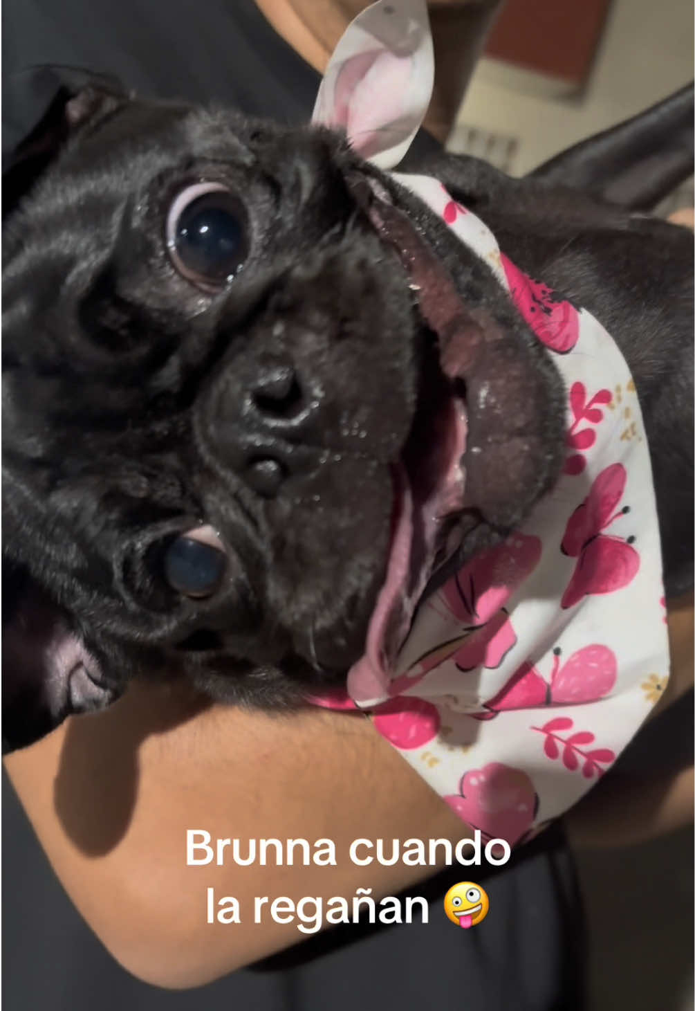 @BRUNNA PUG | PET LIFESTYLE 🐾