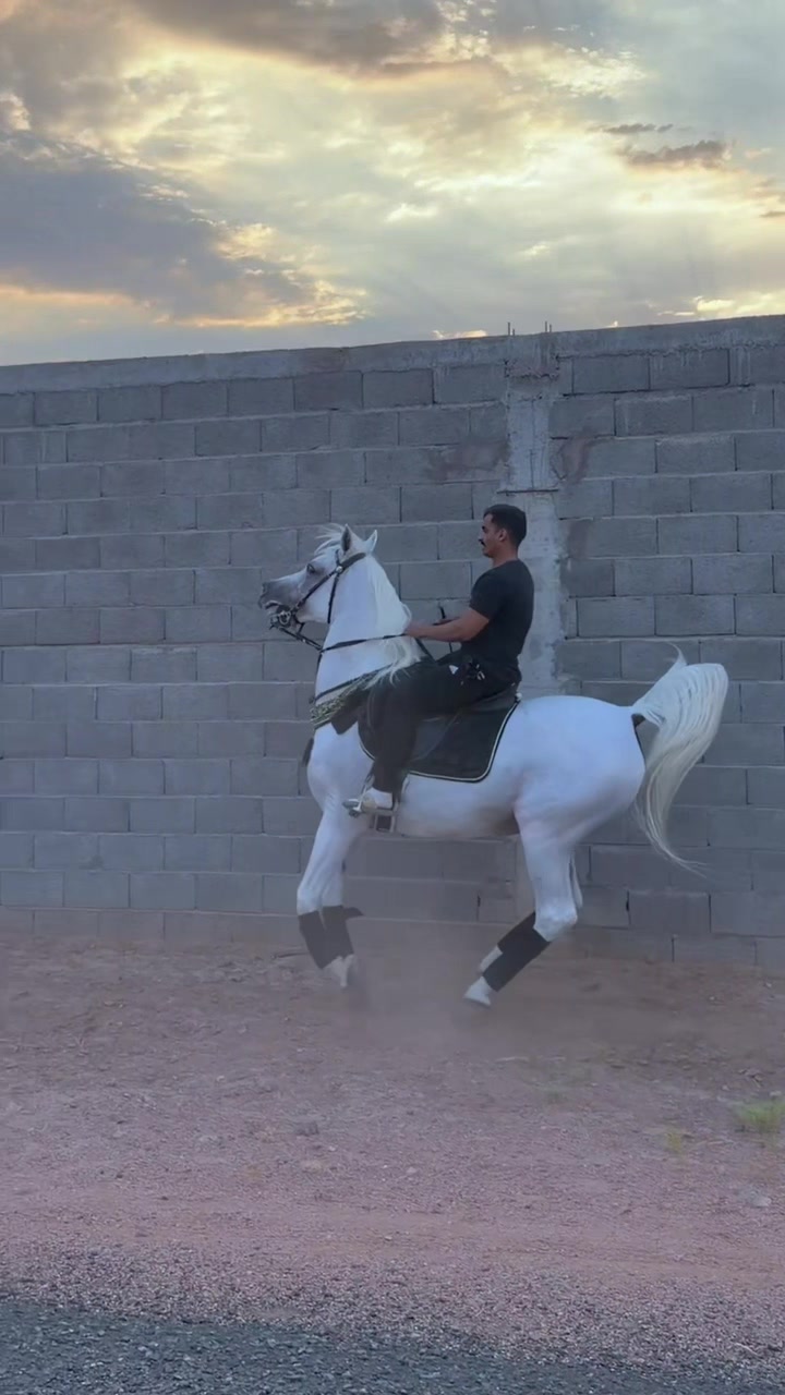 @ثـامر الشـلاش 🐎🤎.