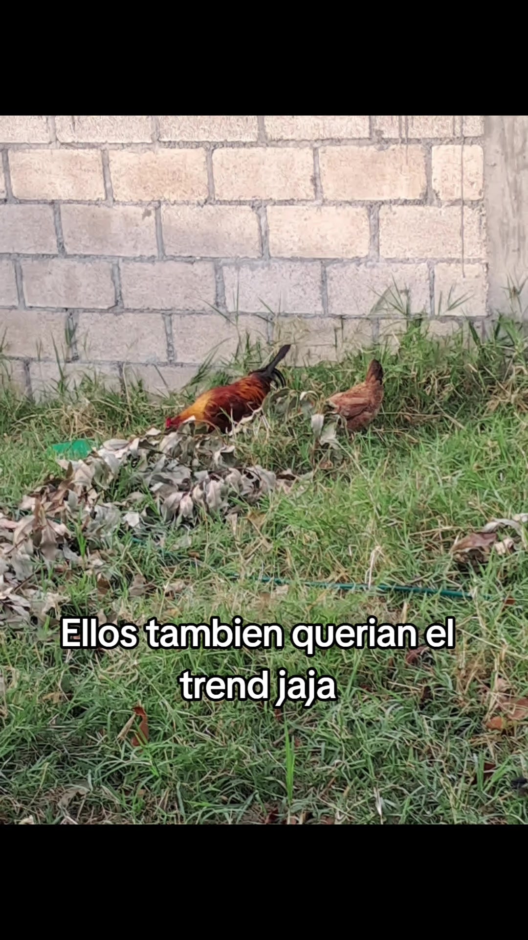 @MAGY