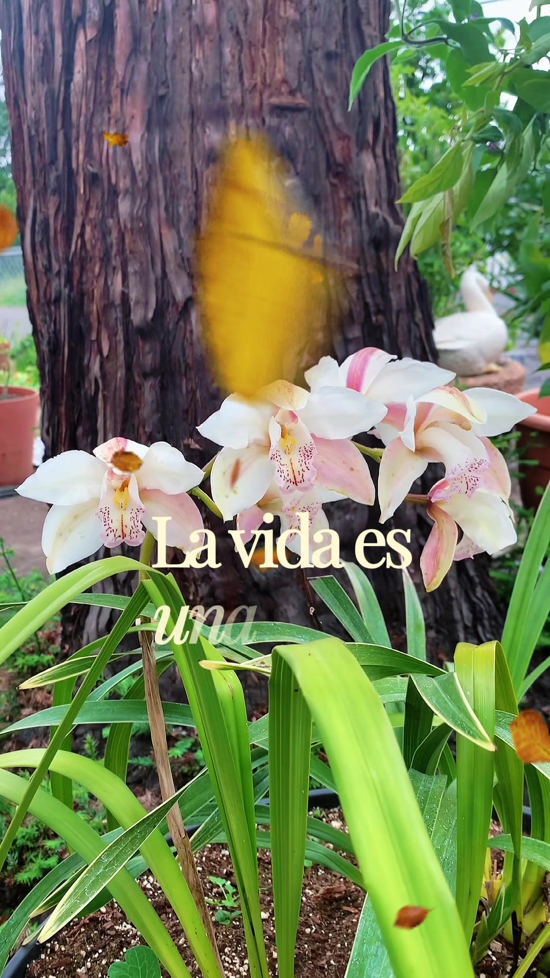 @gandule 11