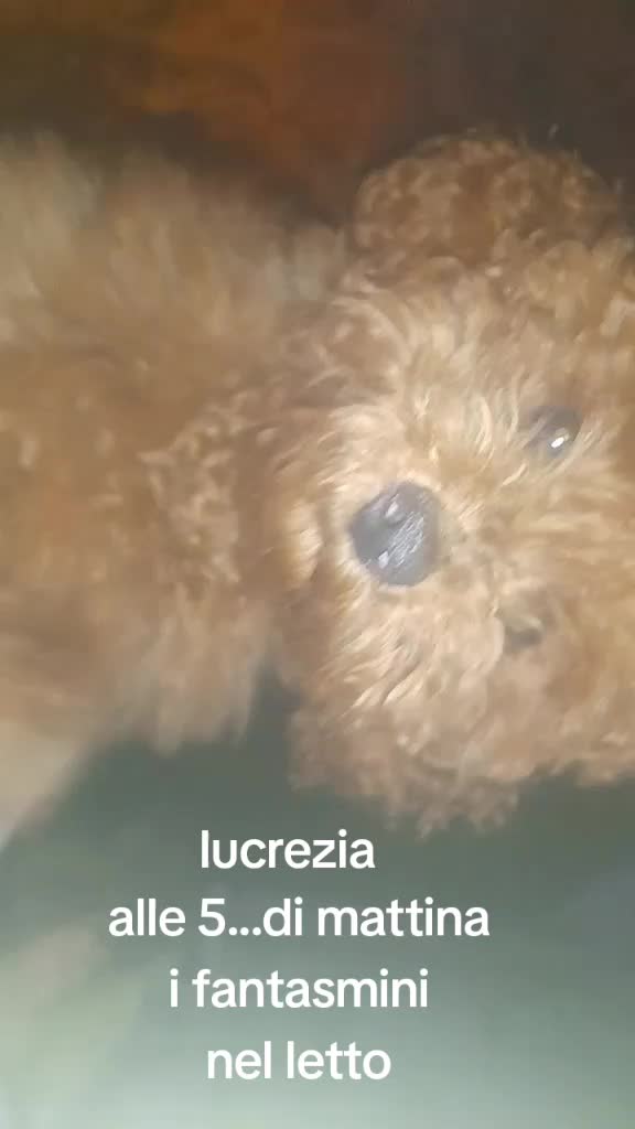 @titty margo lucrezia