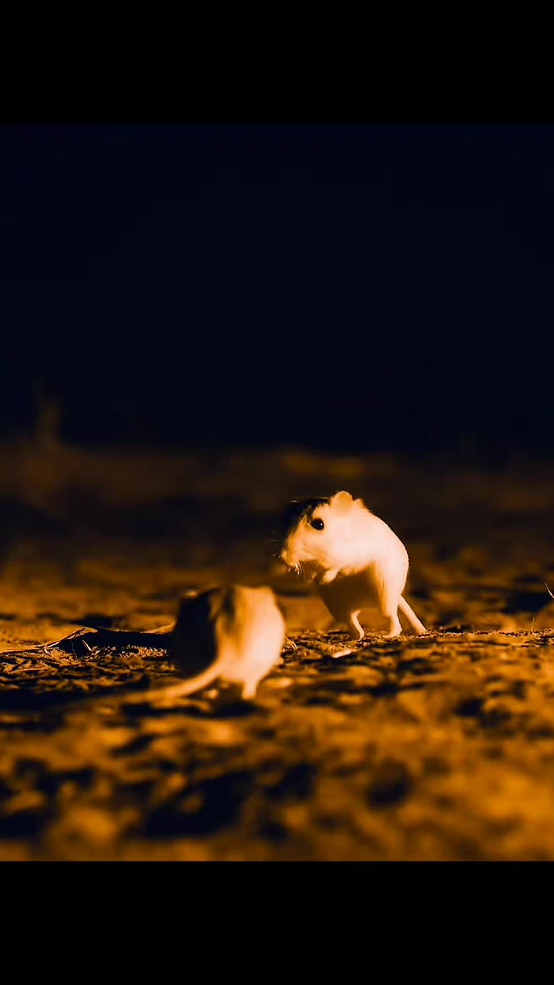@Animallovers