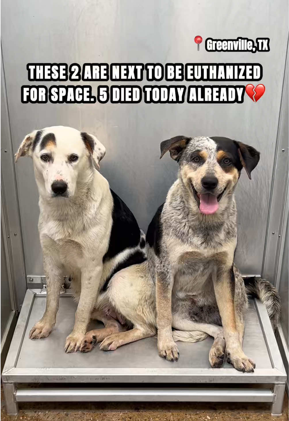 @The Dogs Need Our Help
