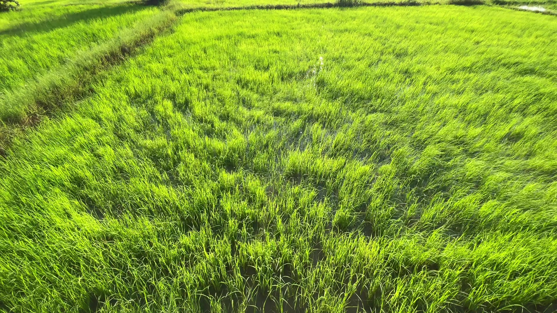 @HENG-ហេង៚ 🌾🌅💛