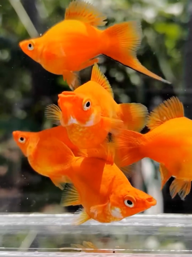 @Wan Aquatic