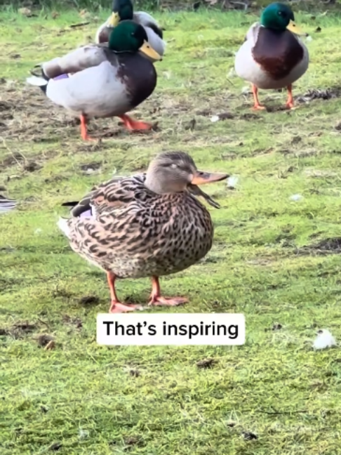 @Inspire Me