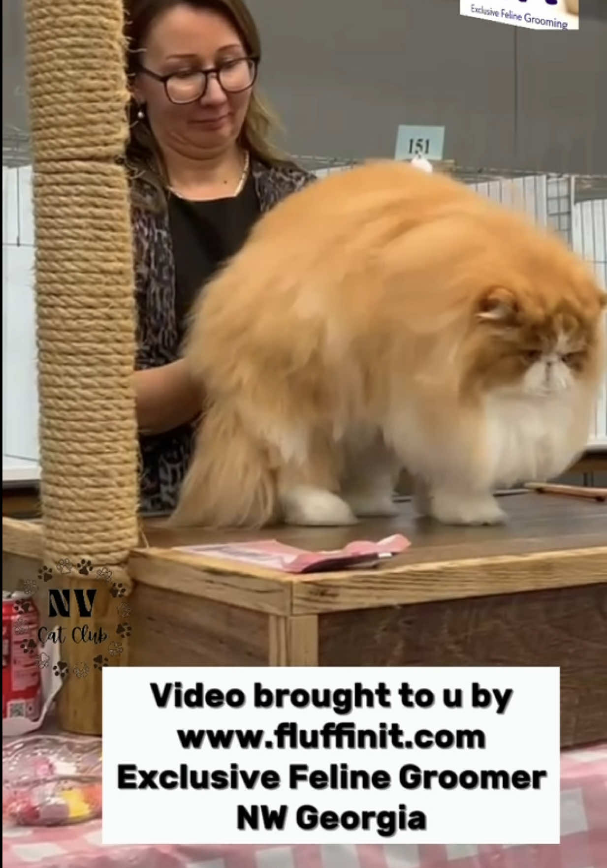 @NewVisionCatClub