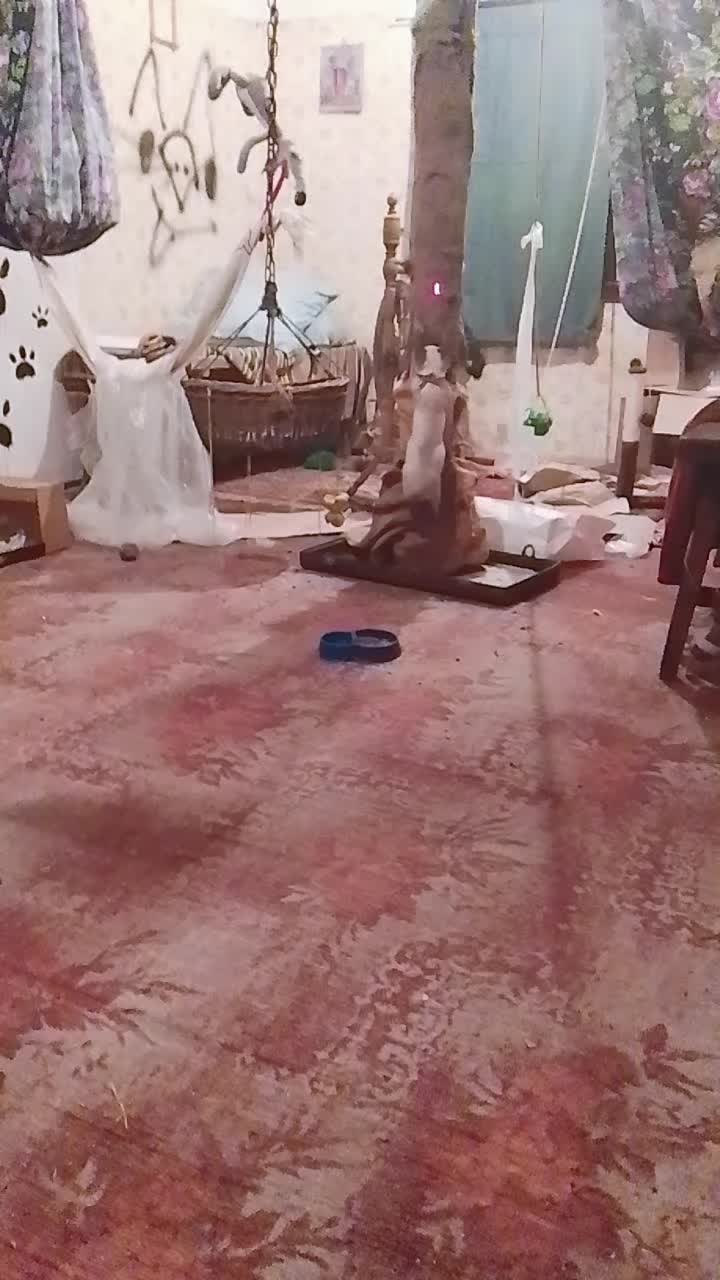 @Dgeki