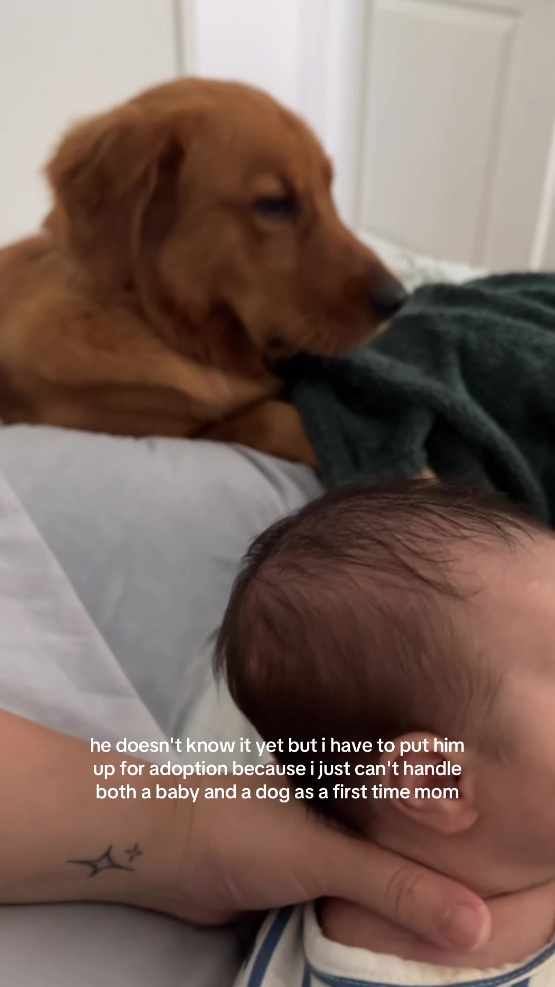 @Winston the Golden Pup 🍯