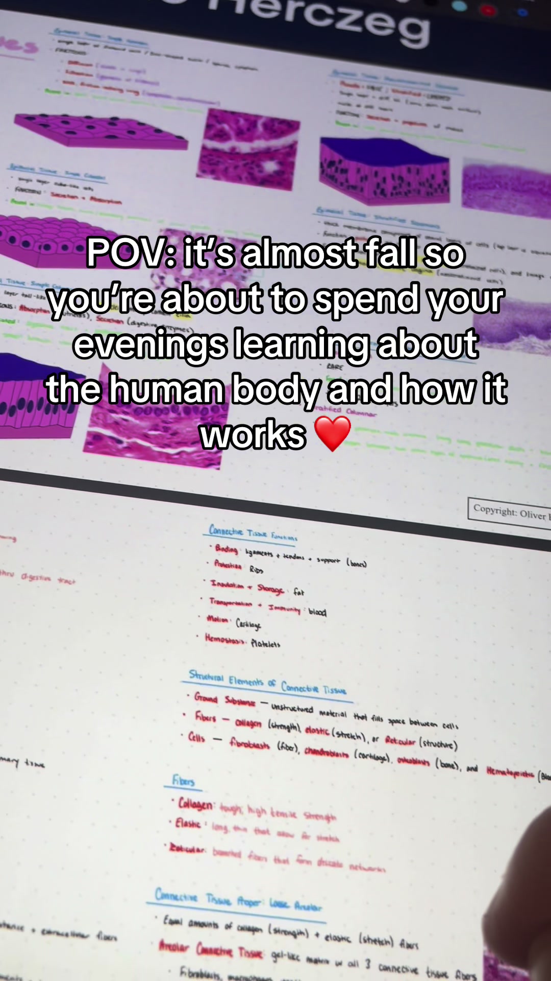@Ollie | Anatomy & Physiology