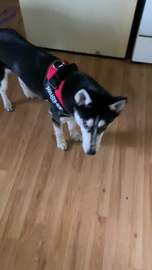 @Martin Scorsese the husky