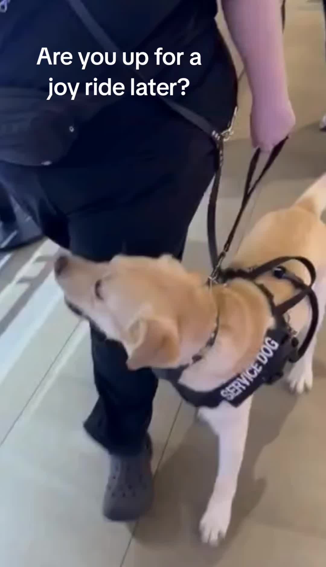 @Service Pup Milo