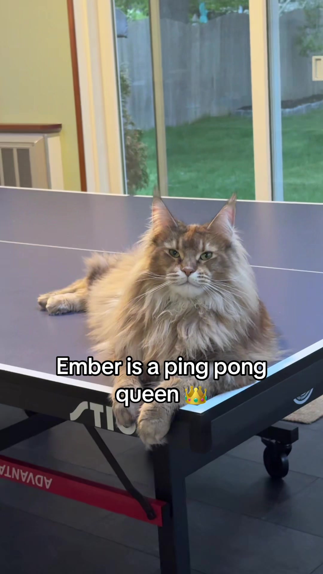 @Theo & Ember 🐈🐈&zwj;⬛