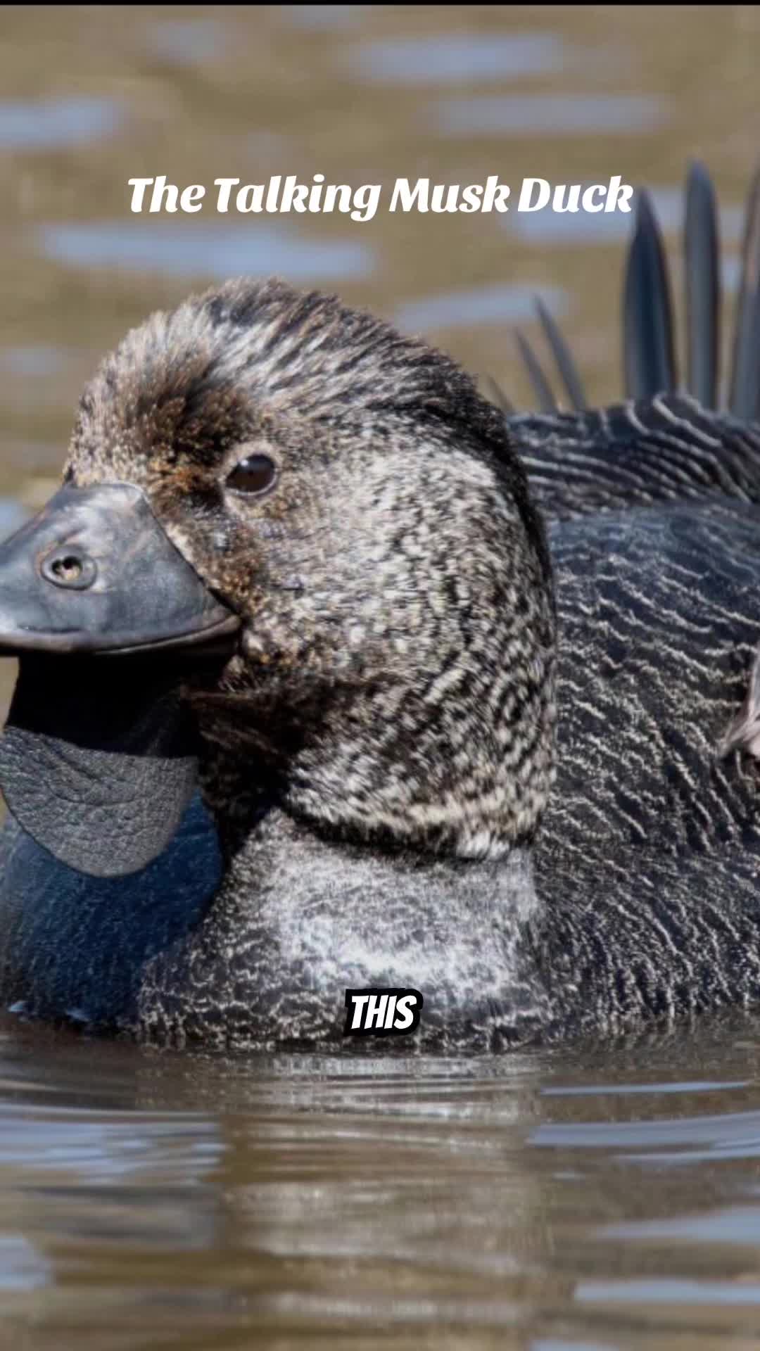 @Unique Bird Facts
