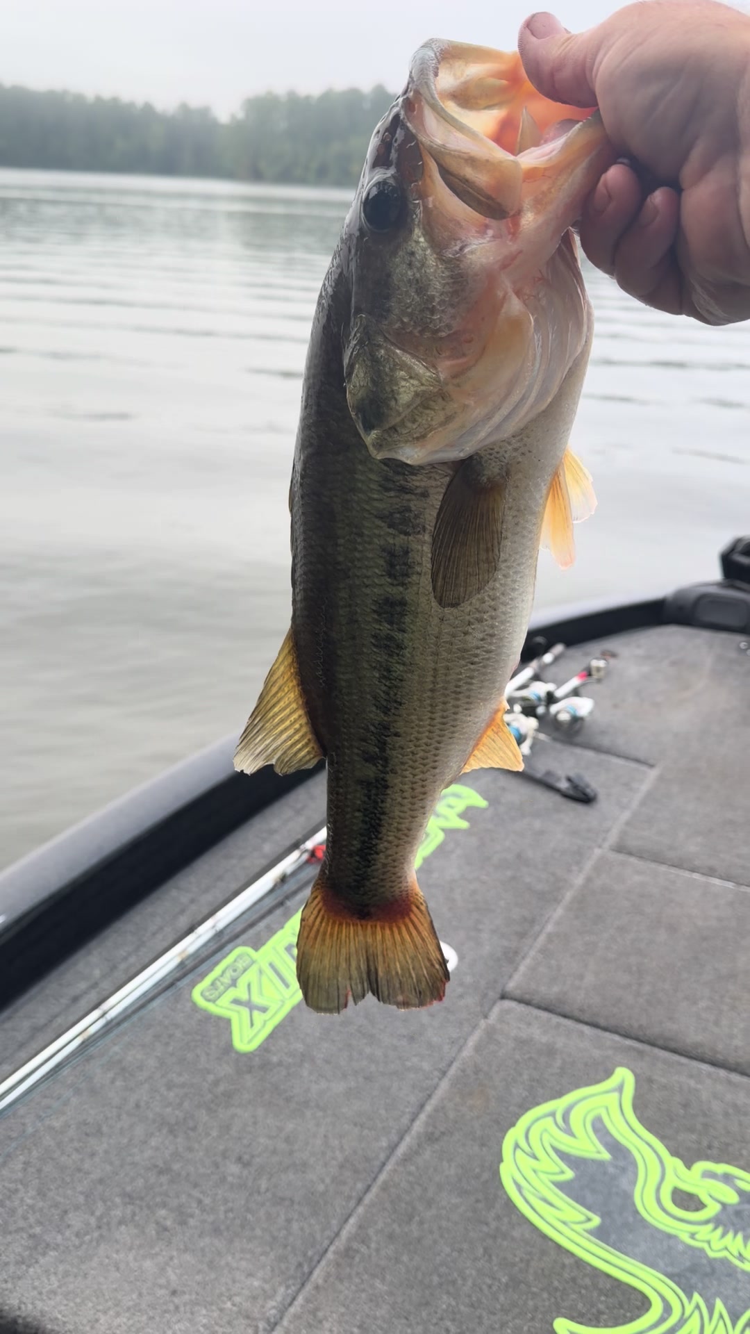 @STUCKINTHETREEFISHING