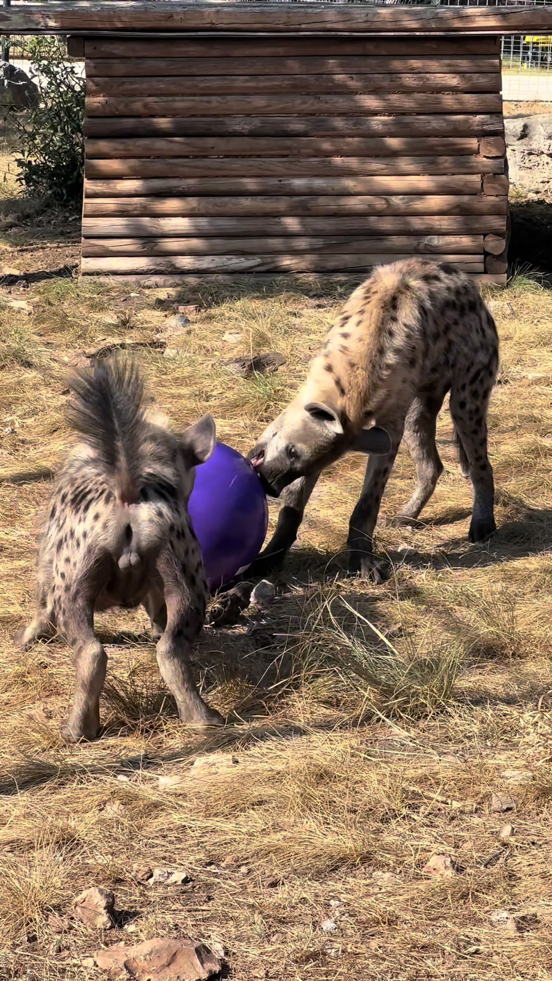 @Texas Wildlife Park