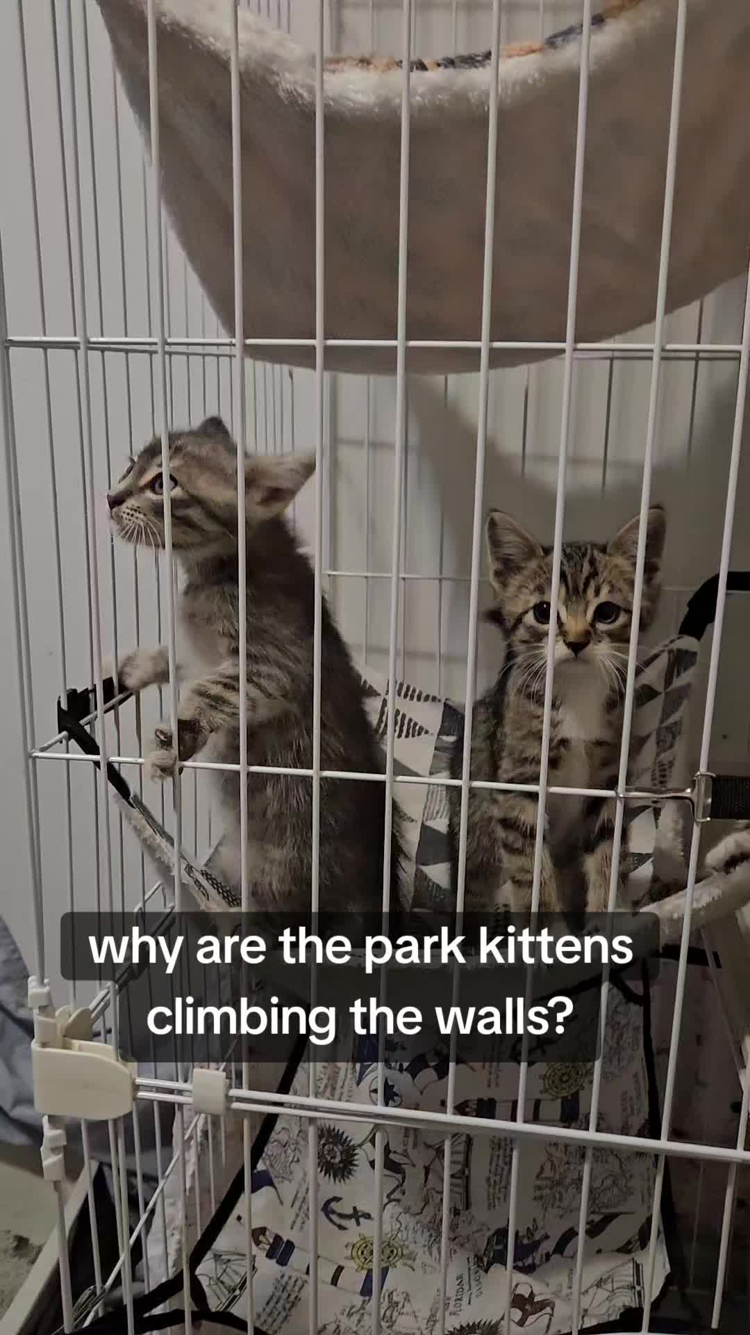 @UtahCatTrapper