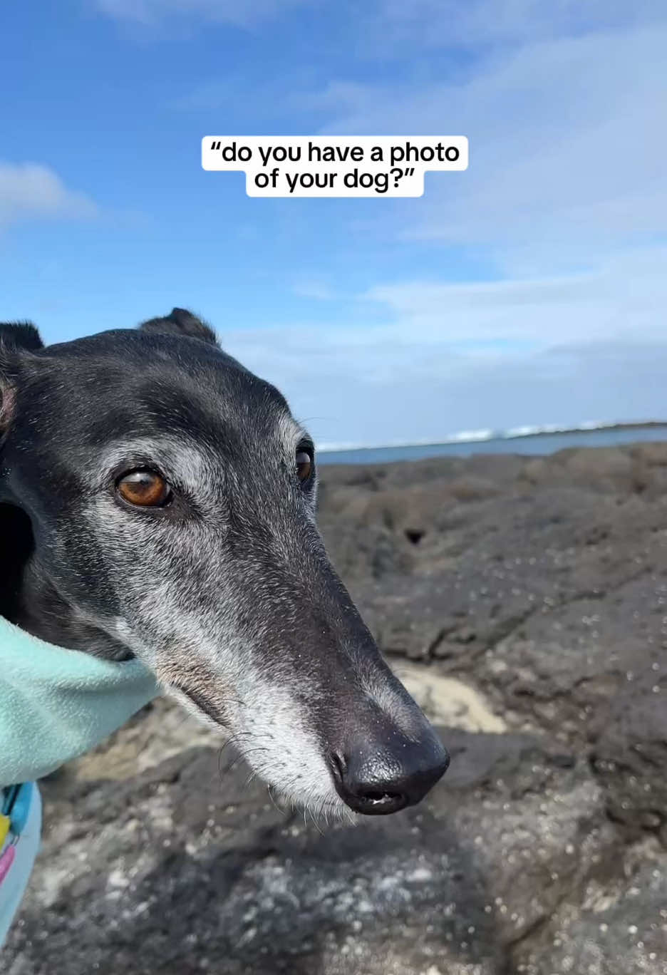 @chilli the greyhound 🌶️