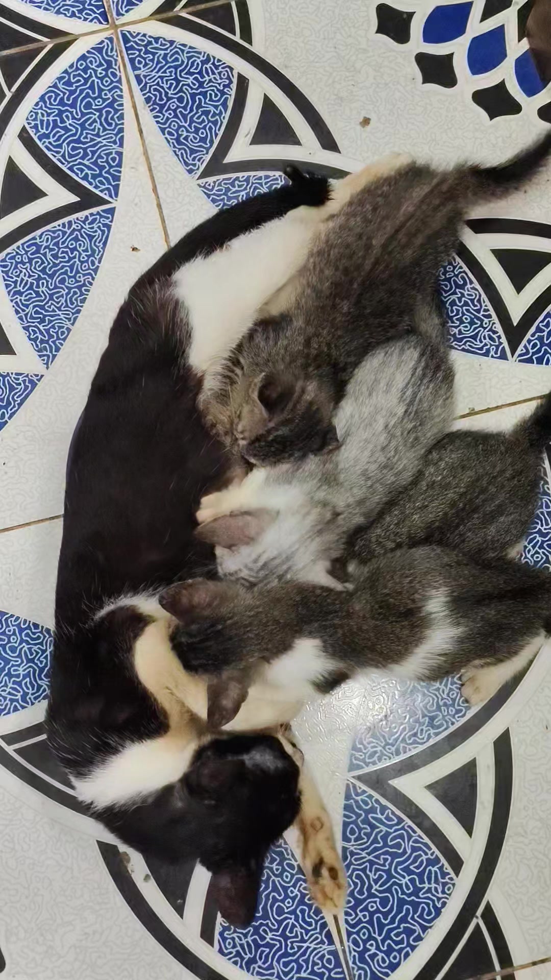 @nmdr129