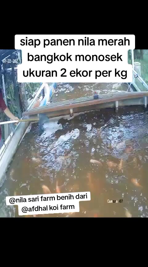 @afdhal koi farm