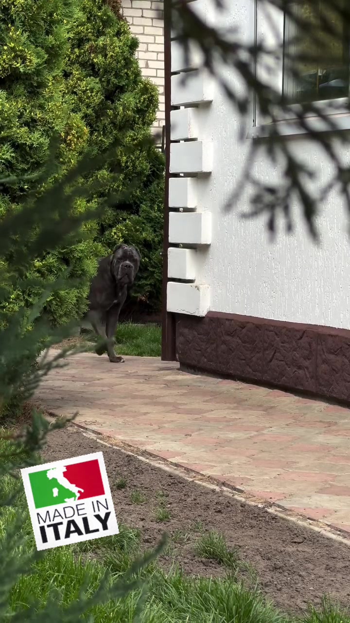 @عصابة الكلاب الإيطالية🇮🇹⚡️🔥