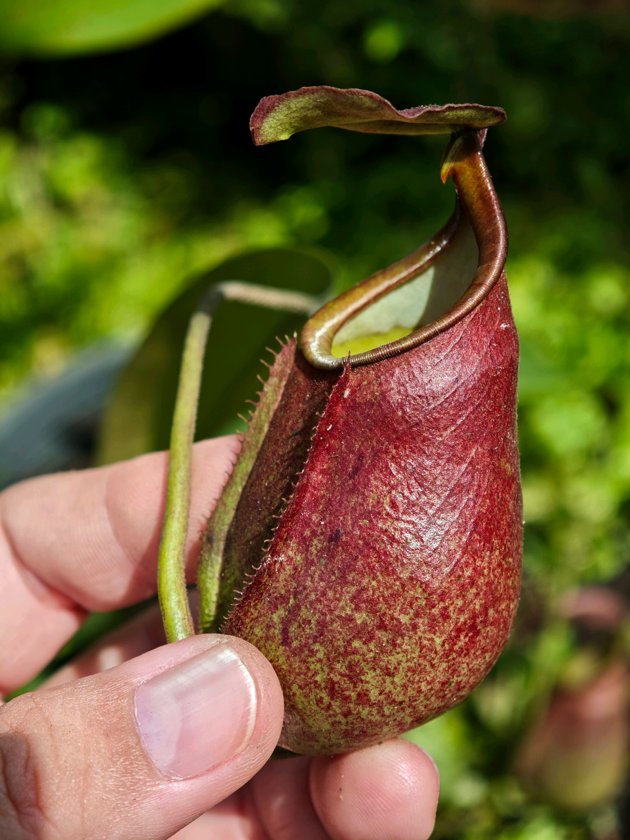 @GSp.Rayong Nepenthes