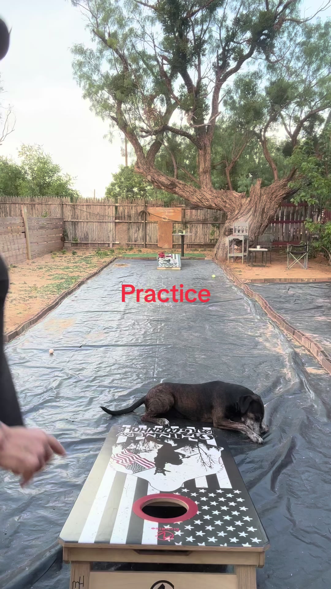 @angie.and.the_dogs
