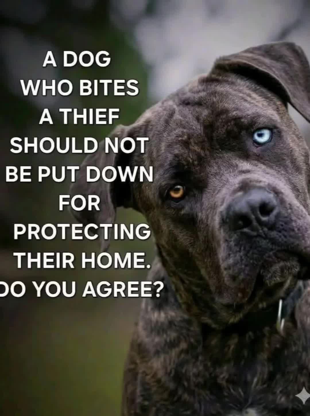 @Ultimate Puppies