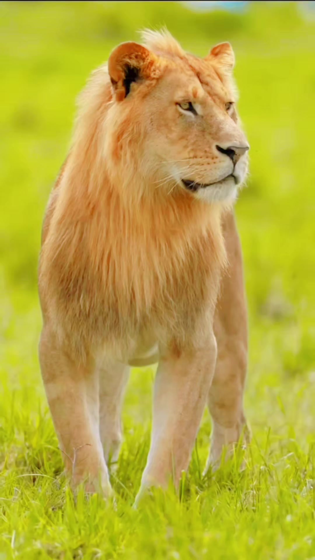 @ببر شیر