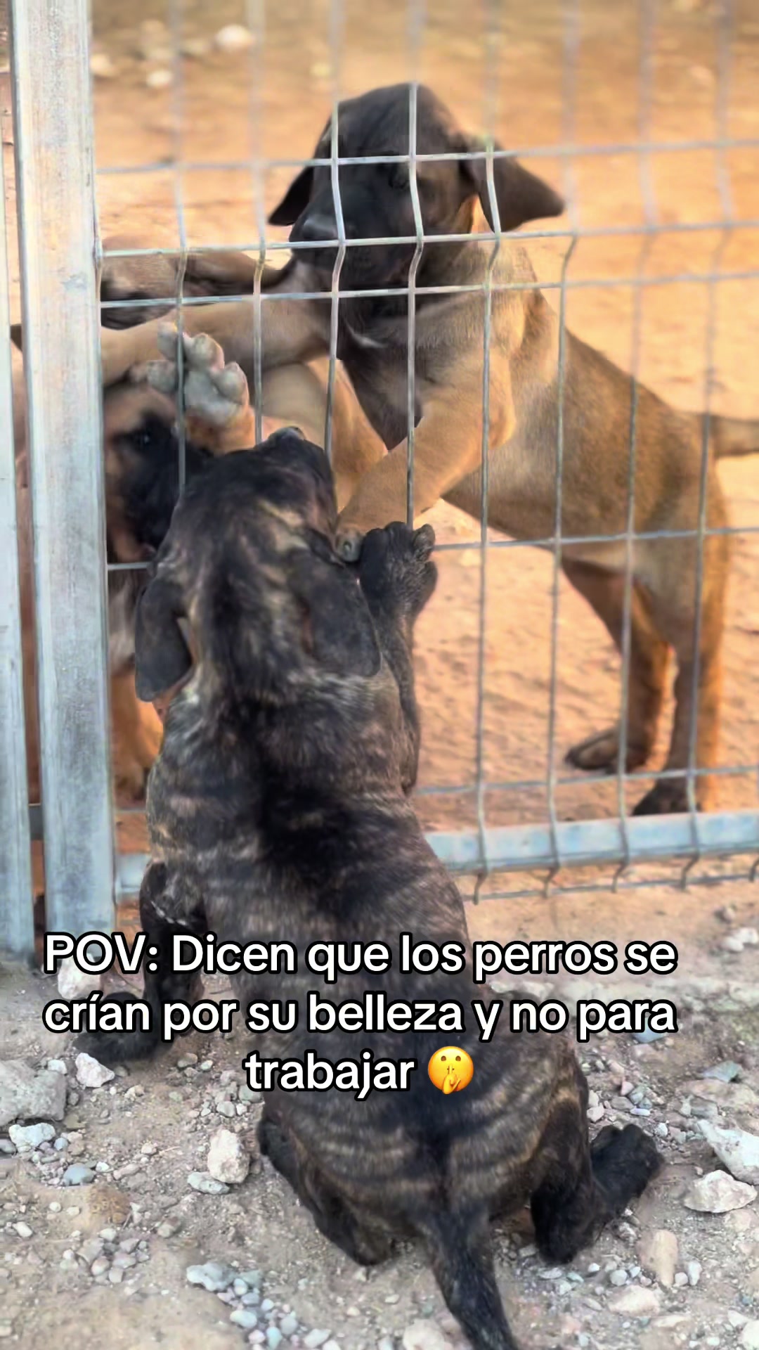 @Presacanario_bulldogfrances